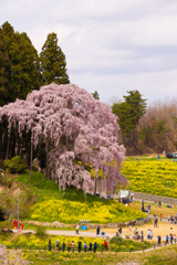 合戦場のしだれ桜