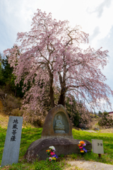 地蔵と桜