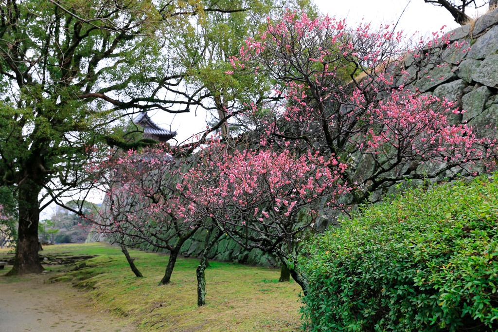 城下の梅。