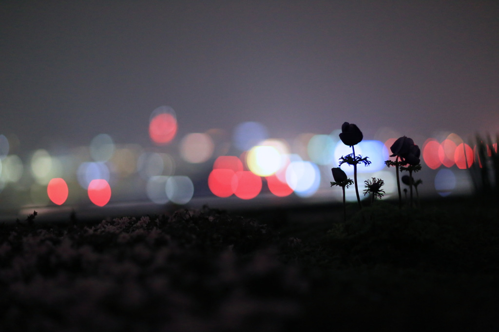 天空に咲く花。（夜編）