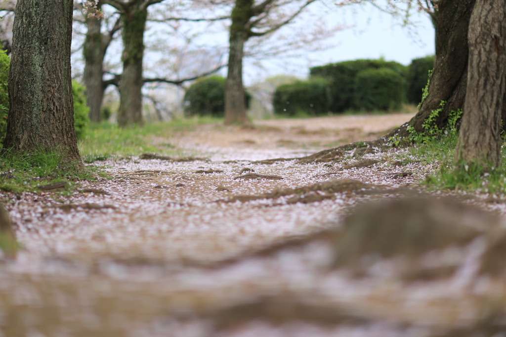 小雨と共に散りゆく花びら。