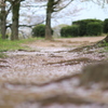 小雨と共に散りゆく花びら。