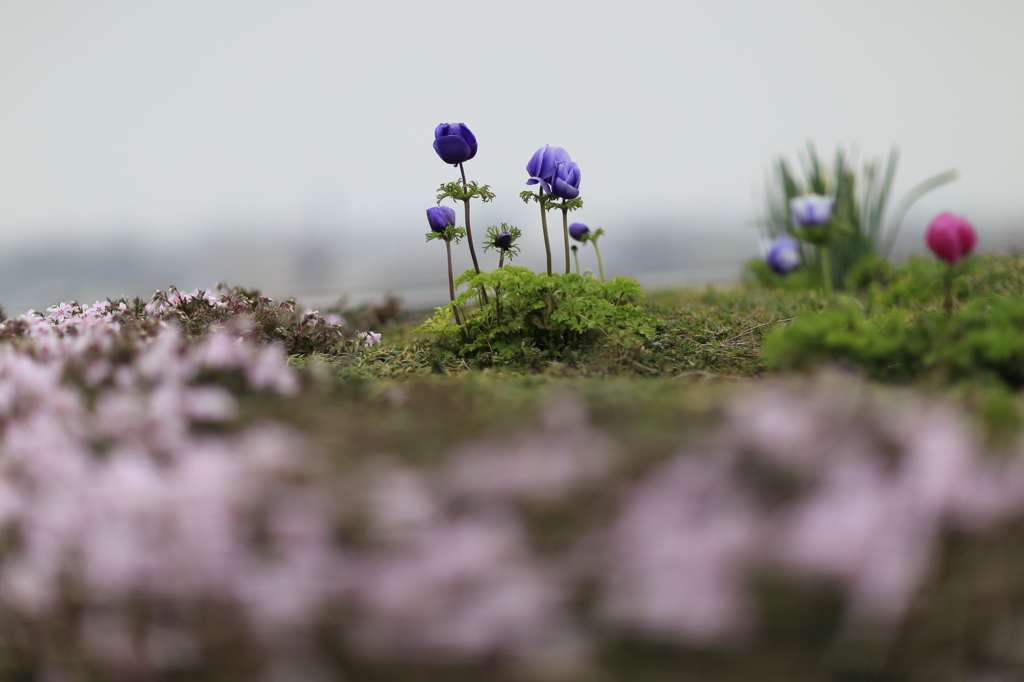 天空に咲く花。（昼間編）