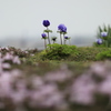 天空に咲く花。（昼間編）