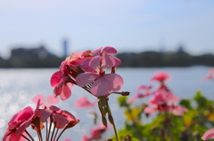 水辺の花。