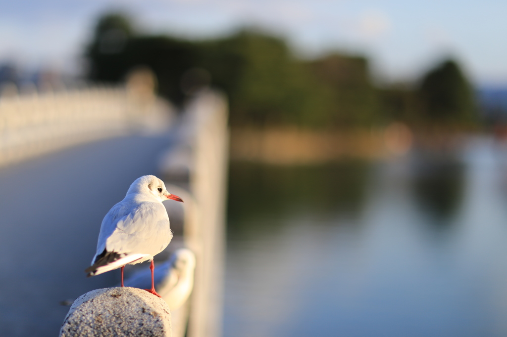 『夕日が目に沁みる。』