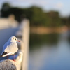 『夕日が目に沁みる。』