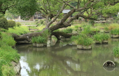 転んでもなお・・・