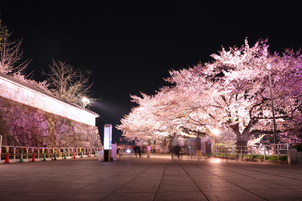 城下の桜。