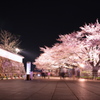 城下の桜。