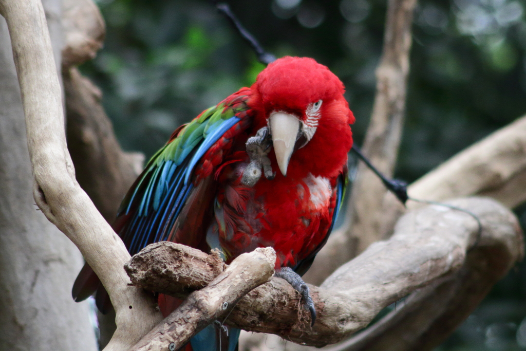 ベニコンゴウインコ