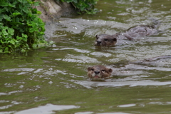 コツメカワウソ2