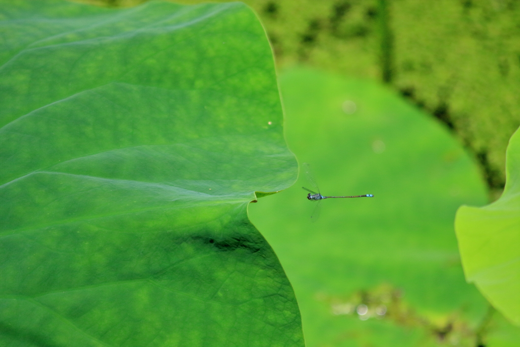 水平飛行