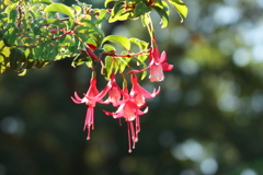 可憐　北山緑化植物園