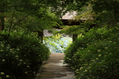 陰と陽