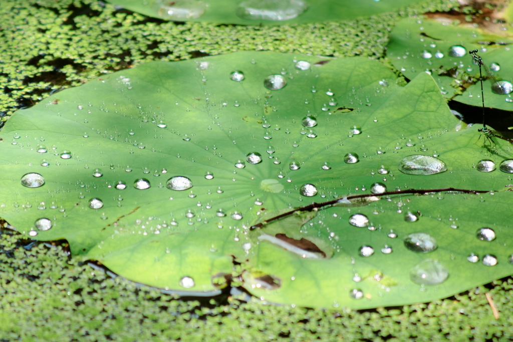 水玉模様