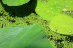 着陸体制