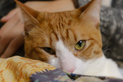 マロン