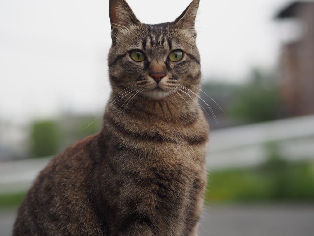 うちのねこ２