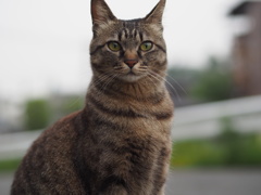 うちのねこ２