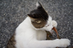 ふいうちネコ