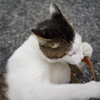 ふいうちネコ