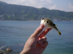 プチ鮫肌