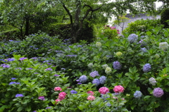 P6220083