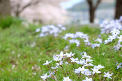 ほんわか春