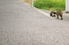 ごきげんようさん