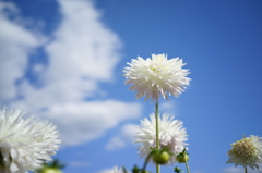 雲のように