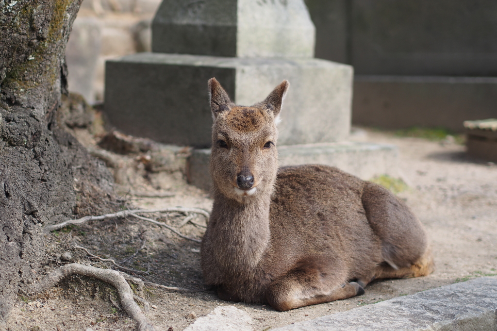 にっこり