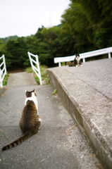 １匹と２匹