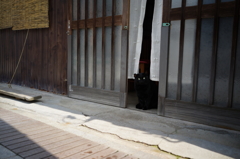 看板ネコよく見えない