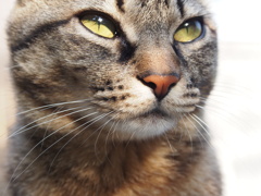 うちのねこ