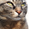 うちのねこ