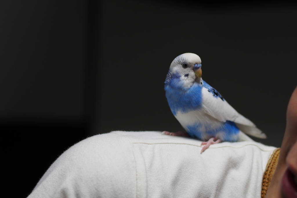 アオちゃん