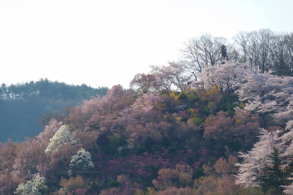 光景