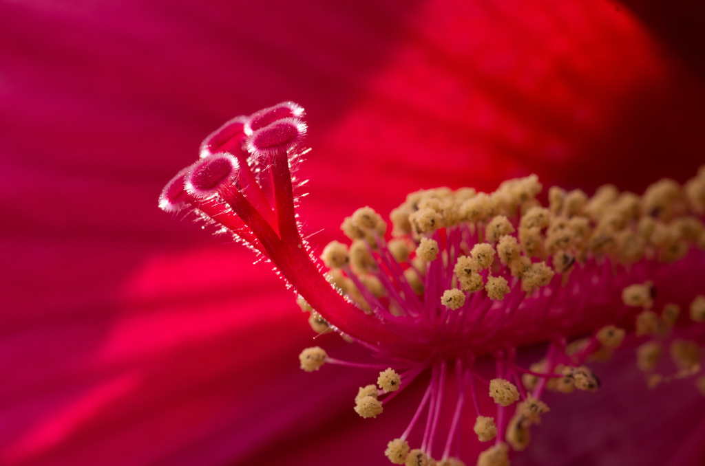 フヨウの雌蕊