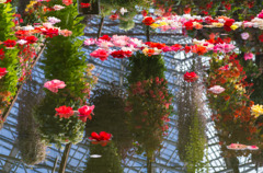 華