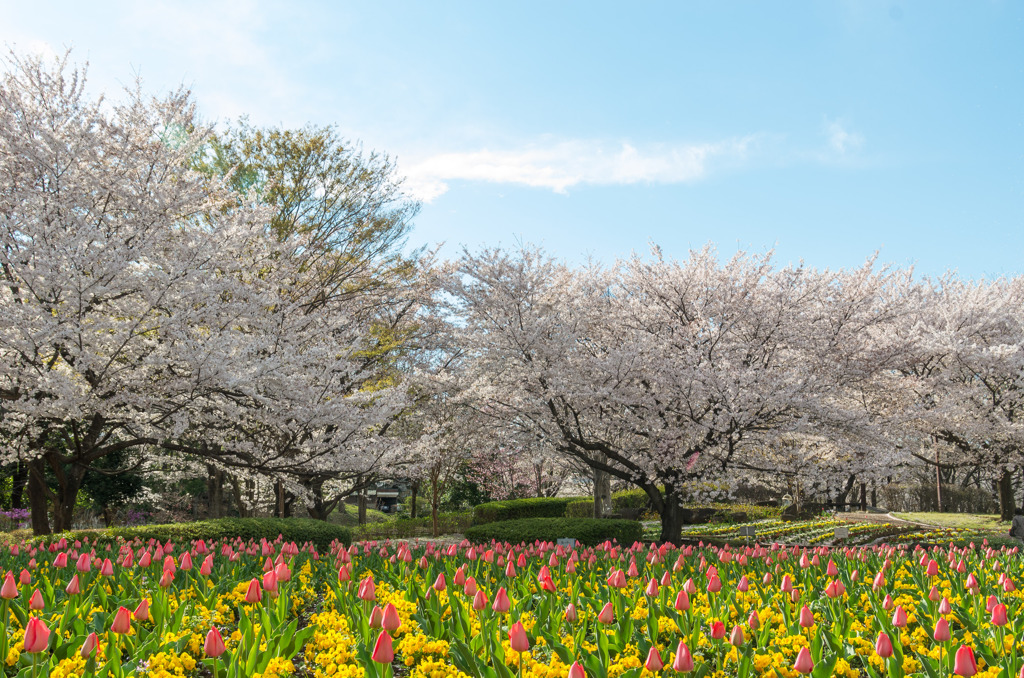公園