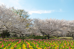 公園