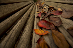 fallen leaves