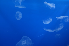 Jellyfish atすみだ水族館