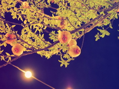 Pomegranate??