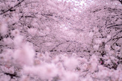 Cherry Blossoms