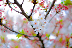 cherry blossoms