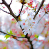 cherry blossoms