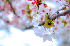 cherry blossoms