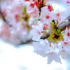 cherry blossoms